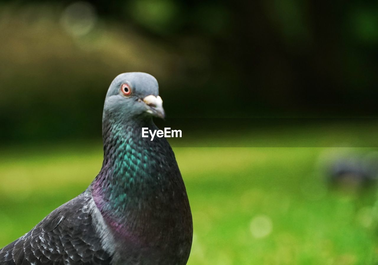 Close-up of pigeon