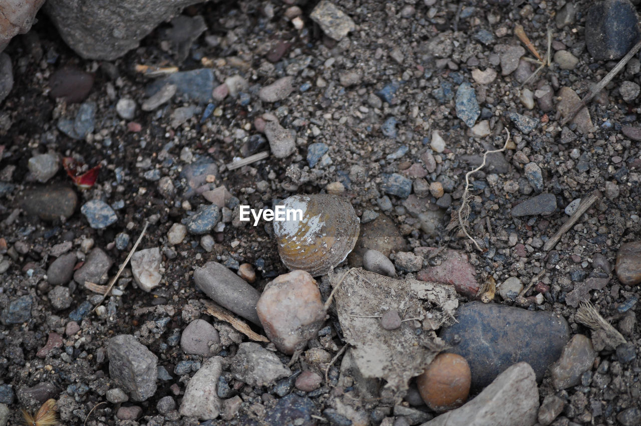 HIGH ANGLE VIEW OF CRAB ON PEBBLES