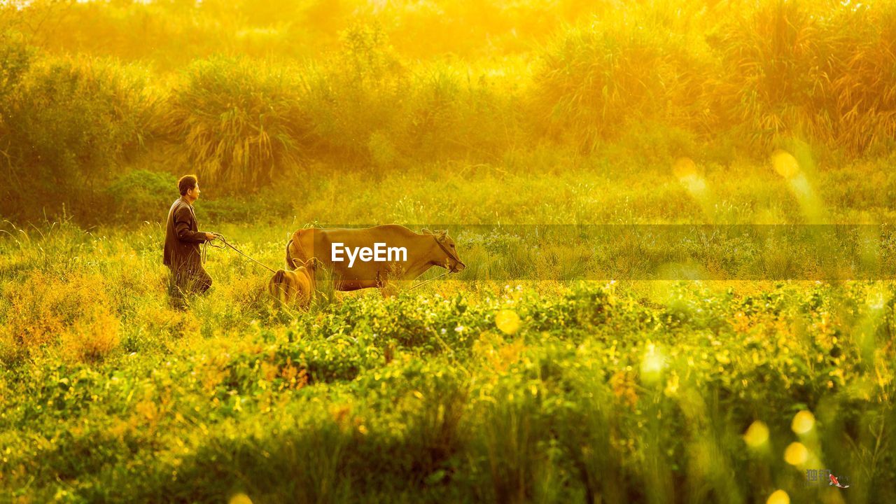 VIEW OF HORSE ON FIELD