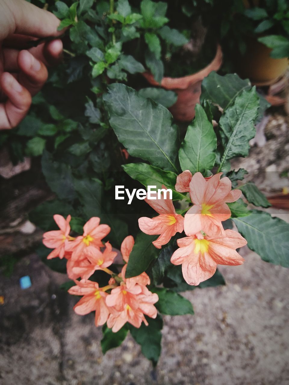 CLOSE-UP OF FLOWERS AND HAND HOLDING PLANT