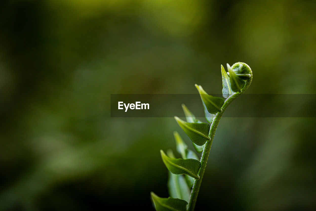 green, nature, grass, plant, plant part, leaf, yellow, flower, macro photography, close-up, animal wildlife, sunlight, animal themes, animal, no people, focus on foreground, growth, branch, one animal, beauty in nature, wildlife, day, outdoors, bud, insect, plant stem, environment, land, forest