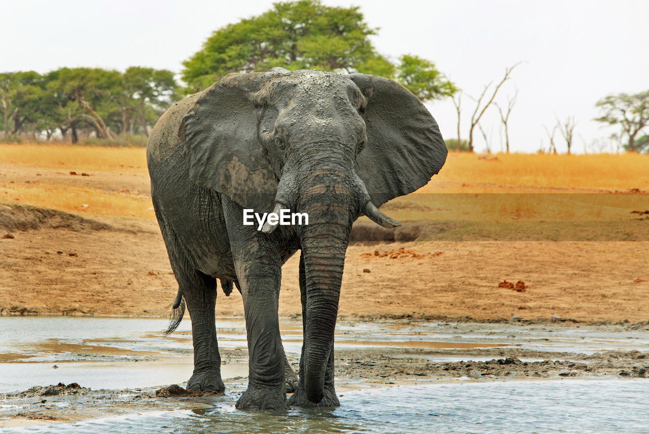 Elephant in water