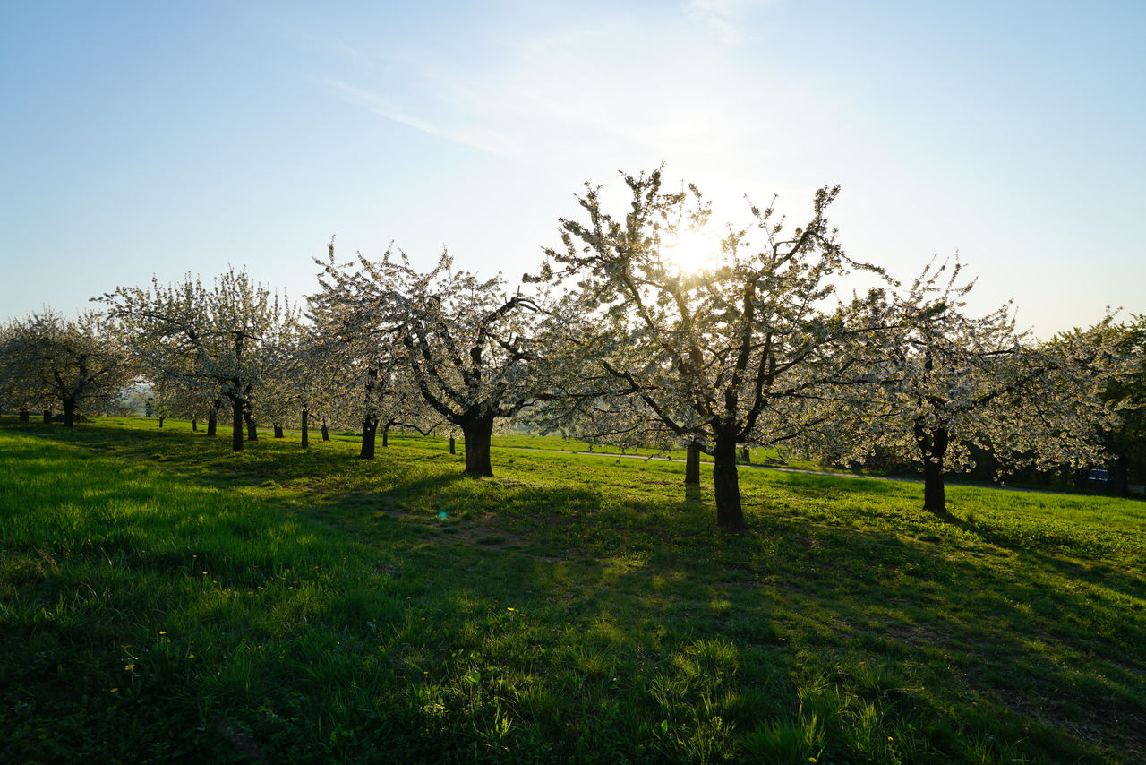 Trees in field against sky