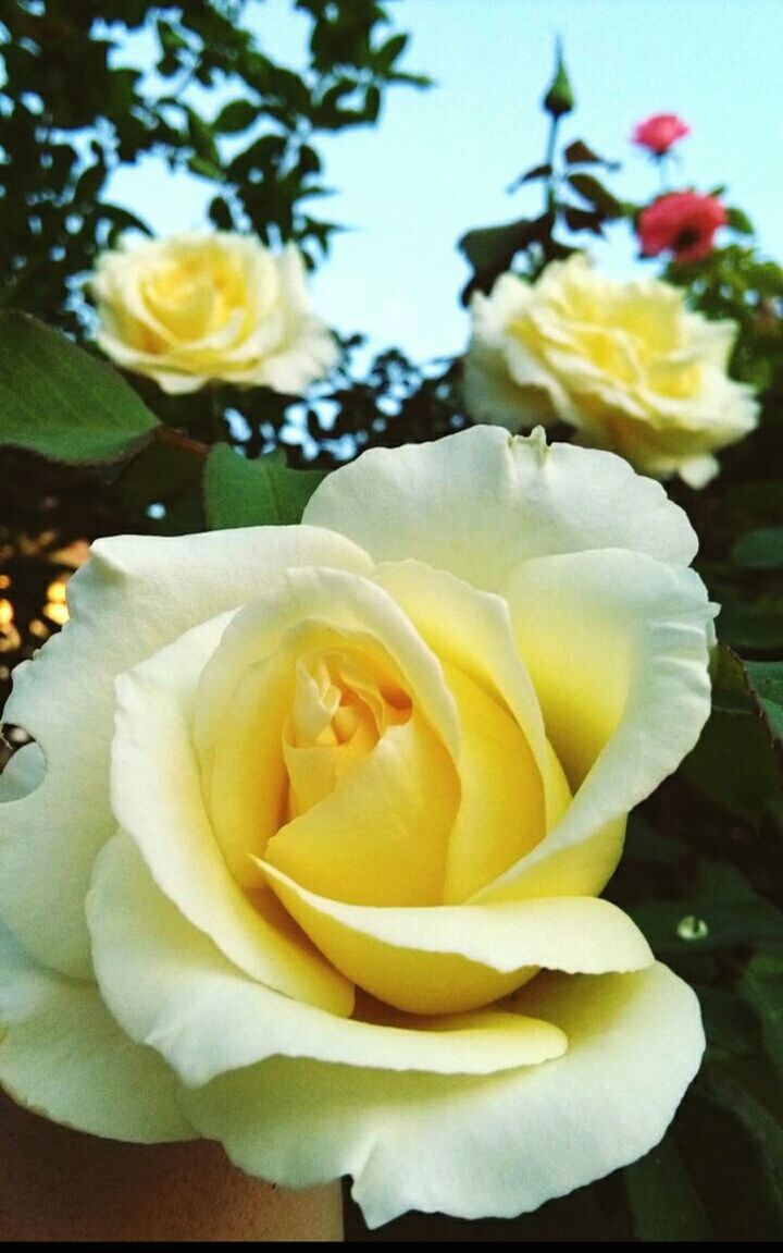 CLOSE-UP OF YELLOW FLOWER BLOOMING OUTDOORS