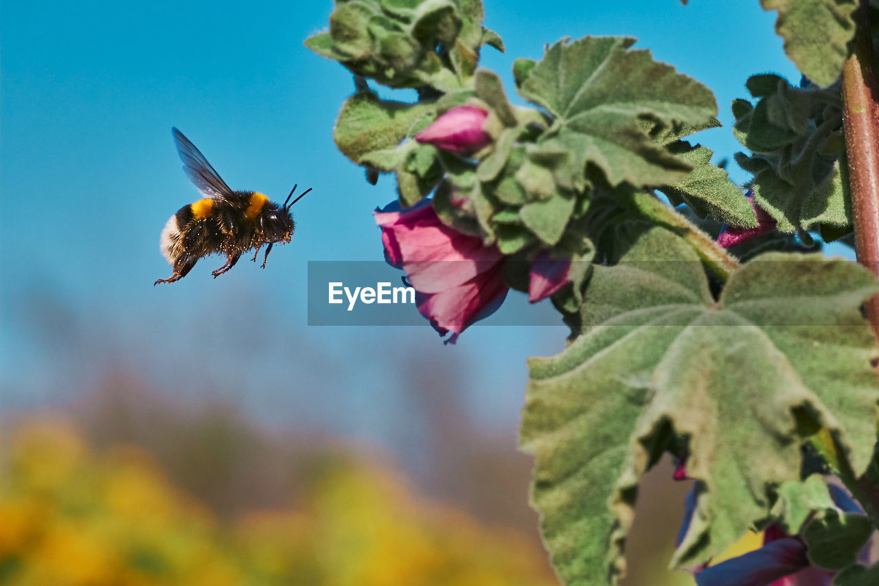 Close-up of bee pollinating on flower