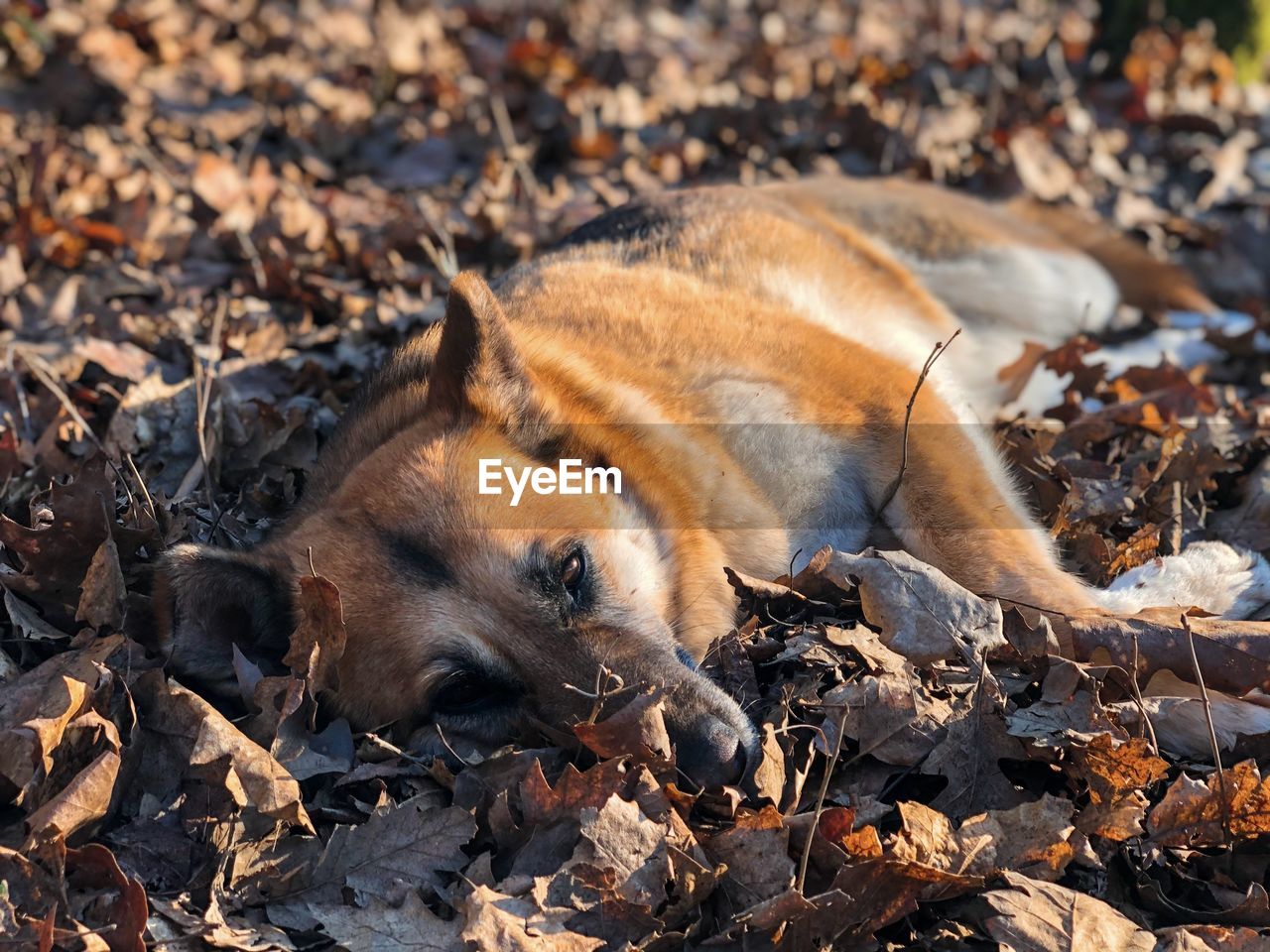 View of dog lying down on autumn leaves