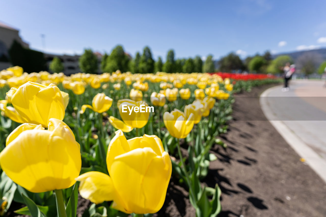 Yellow tulips patch, shot in kelowna, british columbia, canada