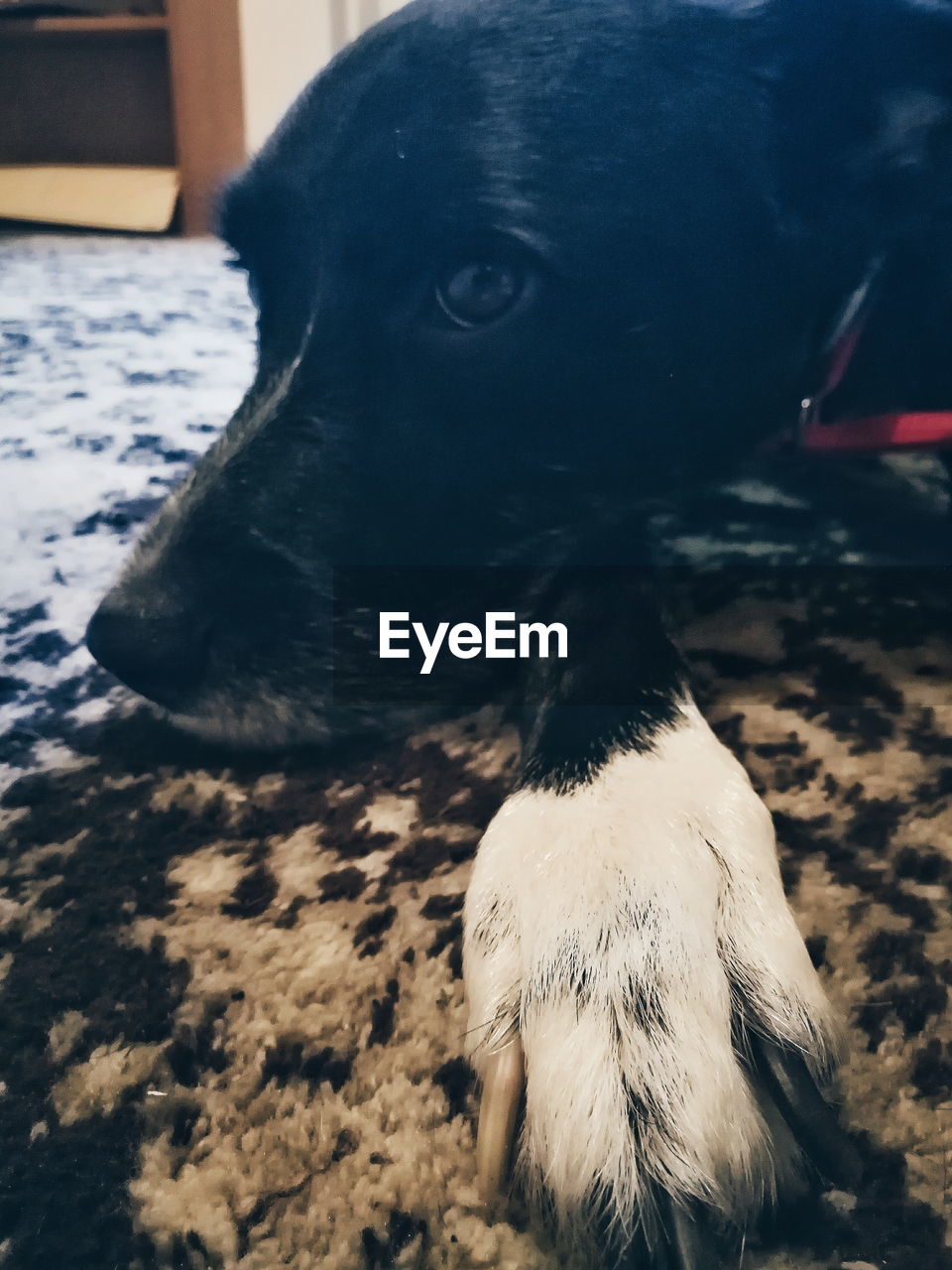 CLOSE-UP OF DOG IN BLANKET