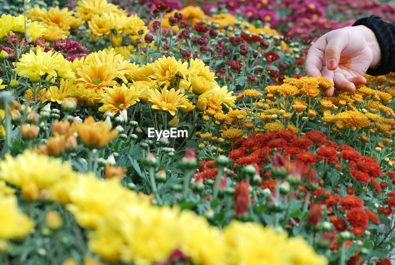 Cropped hand of woman touching flowers at park