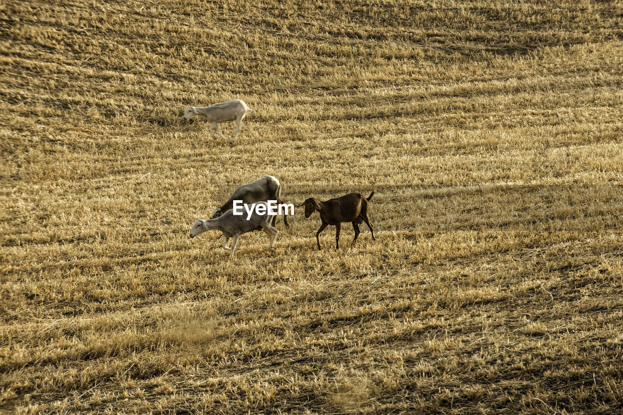 HORSES IN A FIELD