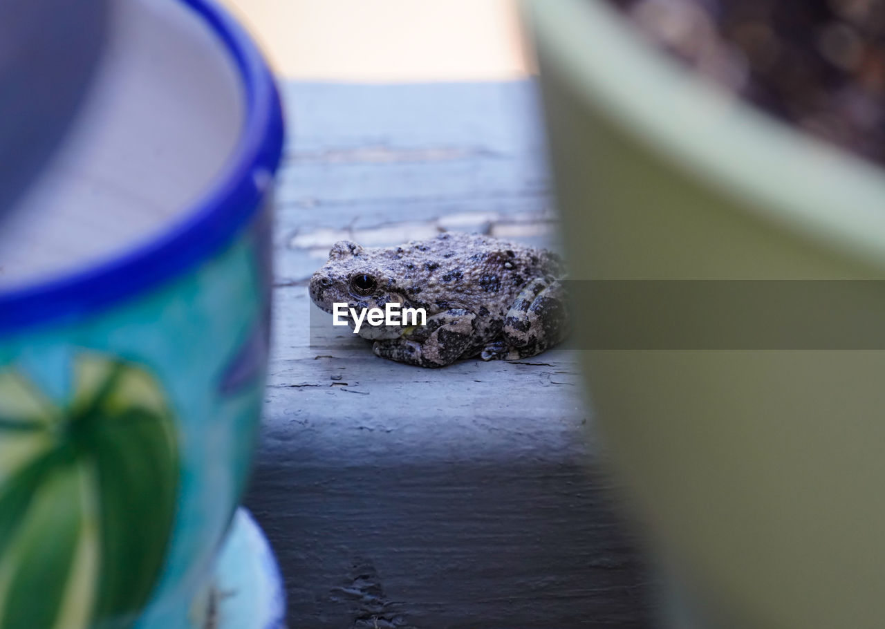 CLOSE-UP PORTRAIT OF FROG IN WOOD