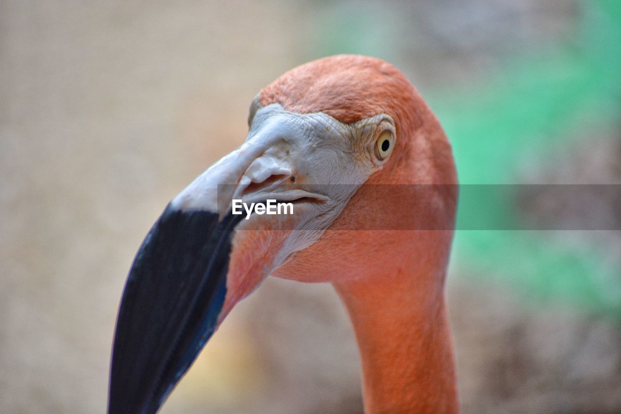 Close-up of a bird looking away