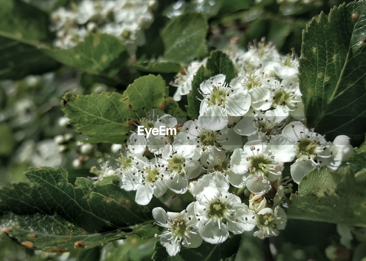 Close-up of white flowering plant