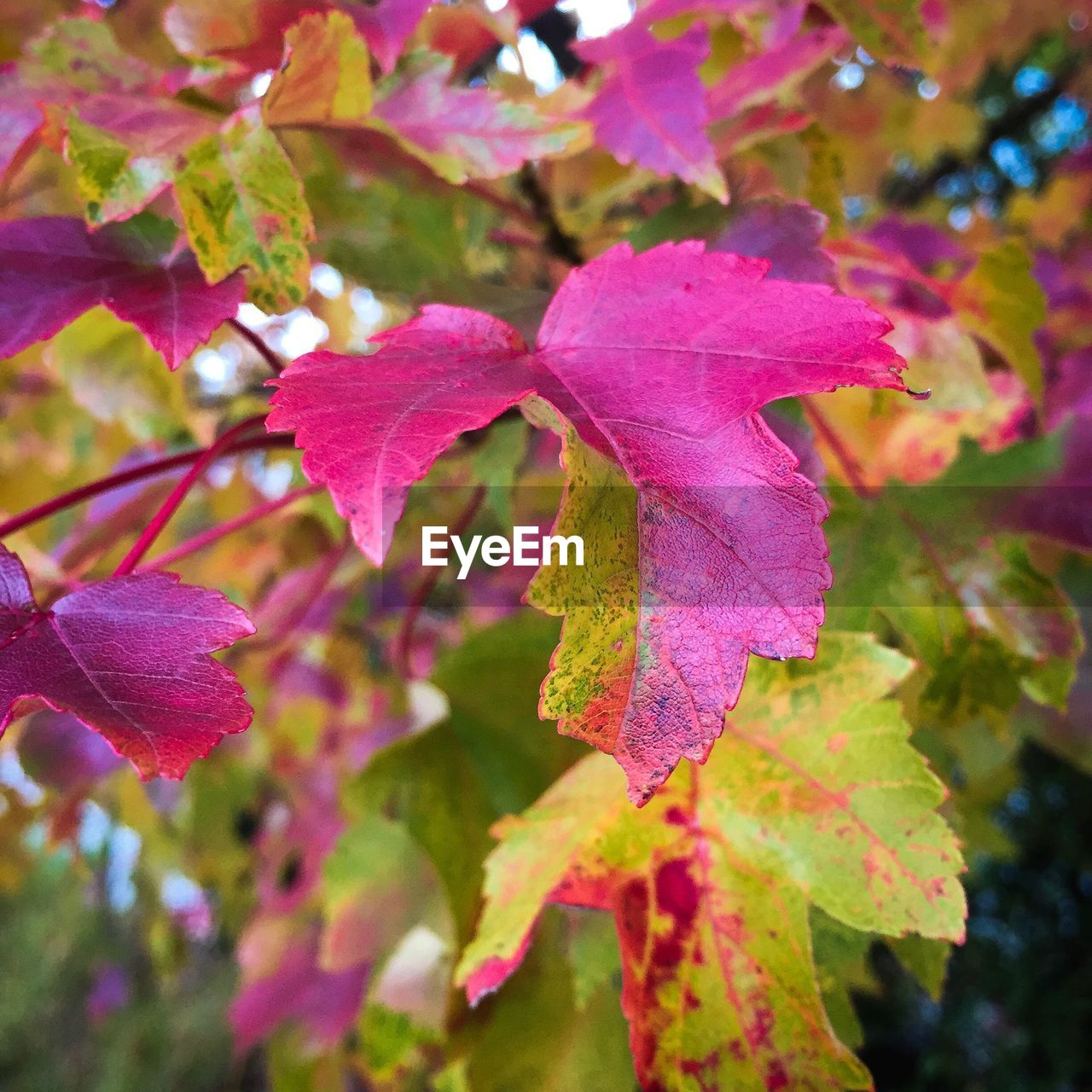 CLOSE-UP OF MAPLE LEAVES ON BRANCH