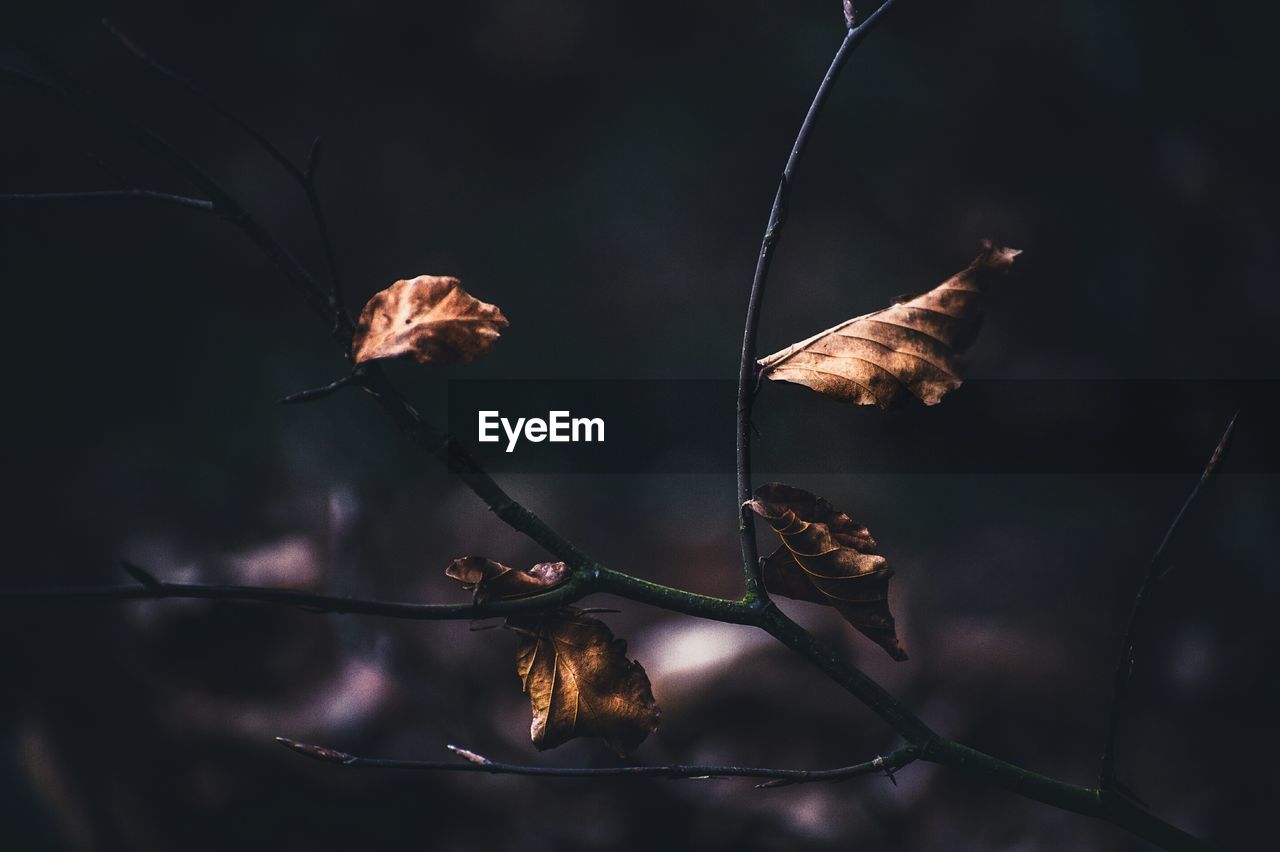 Close-up of dry leaves on plant