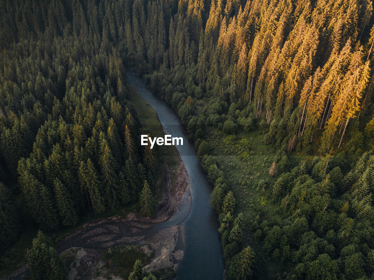 High angle view of pine trees