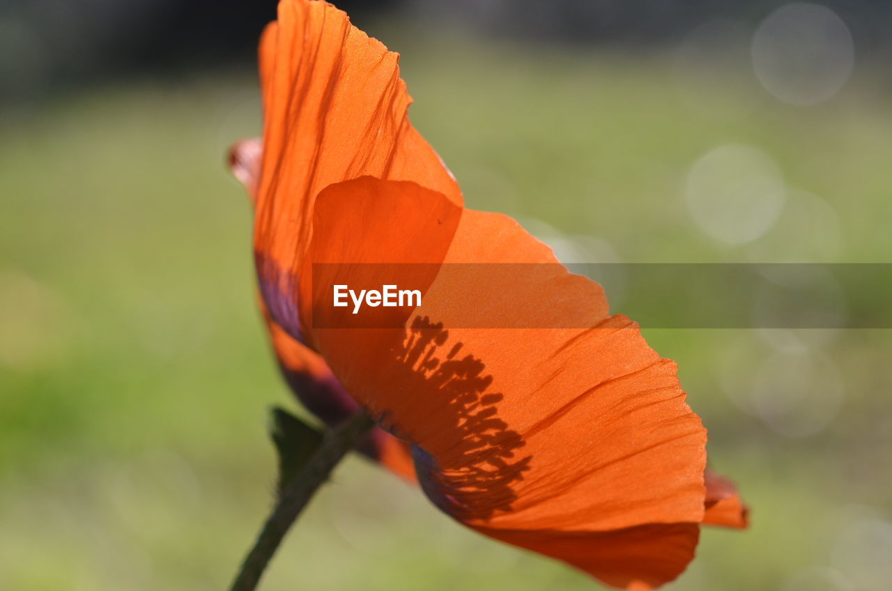 Close-up of orange flower blooming outdoors