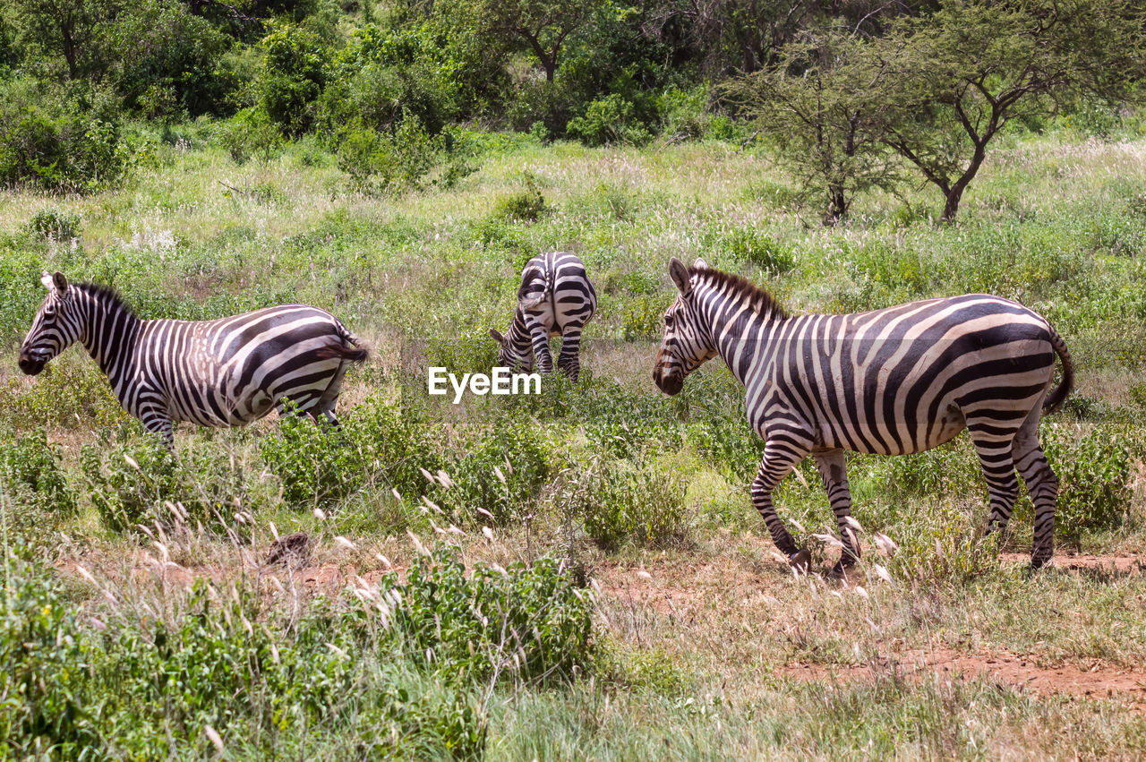 ZEBRA AND ZEBRAS IN FIELD