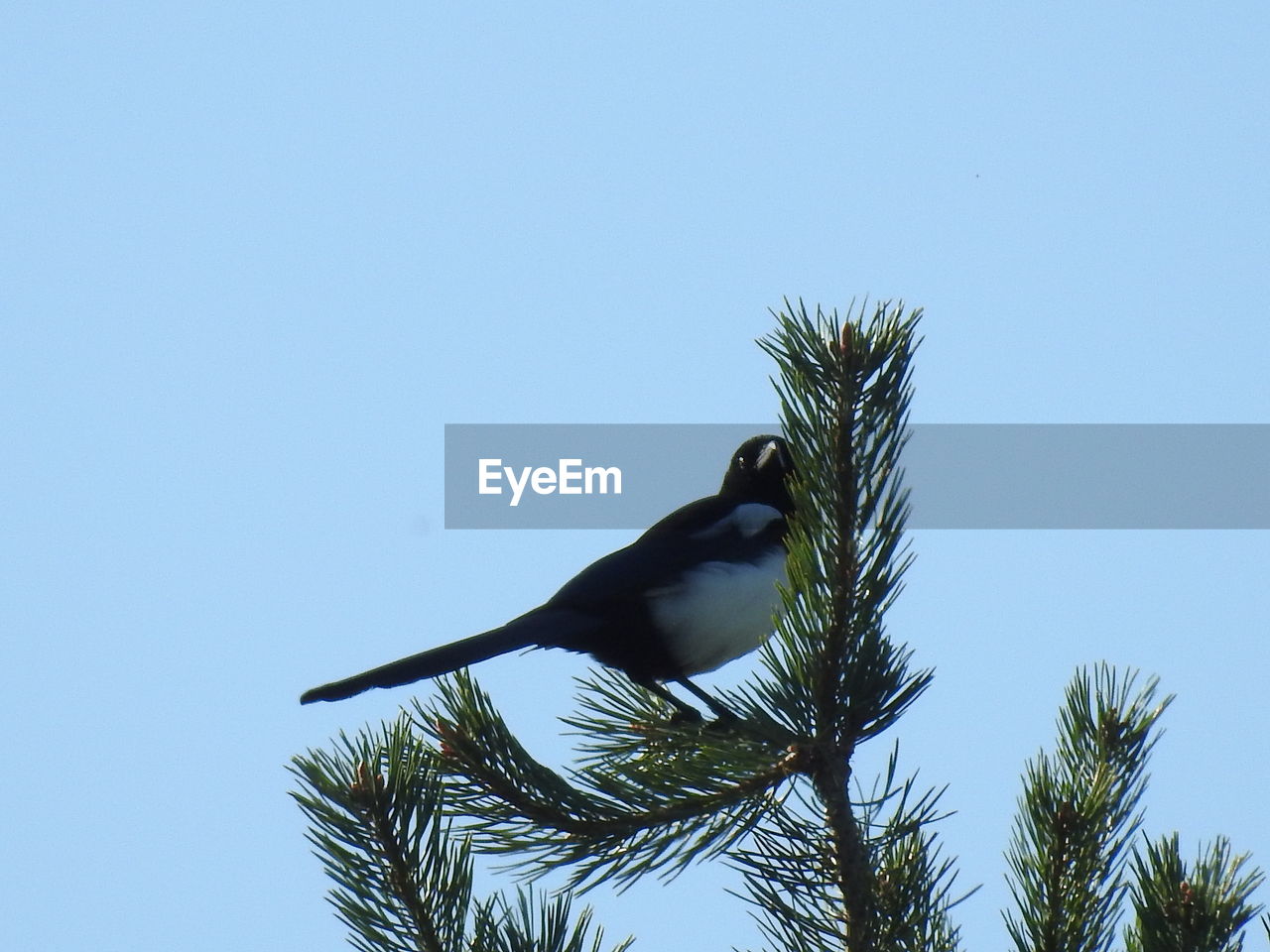 LOW ANGLE VIEW OF BIRD PERCHING ON TREE AGAINST BLUE SKY