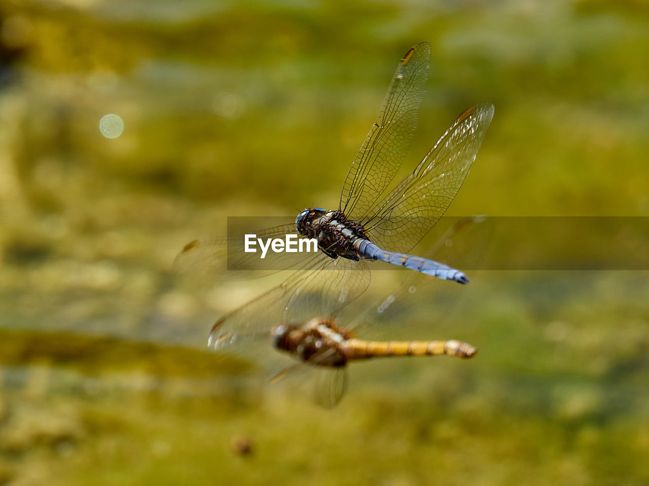 Dragonflies flying over a pond, near onteniente, spain