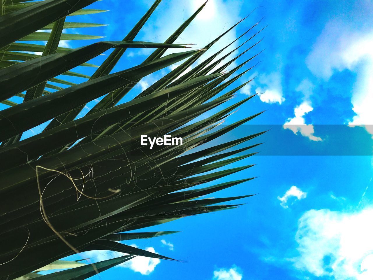 LOW ANGLE VIEW OF PALM TREES AGAINST BLUE SKY