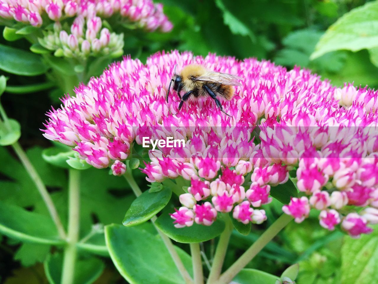 Close-up of bee on pink flowers