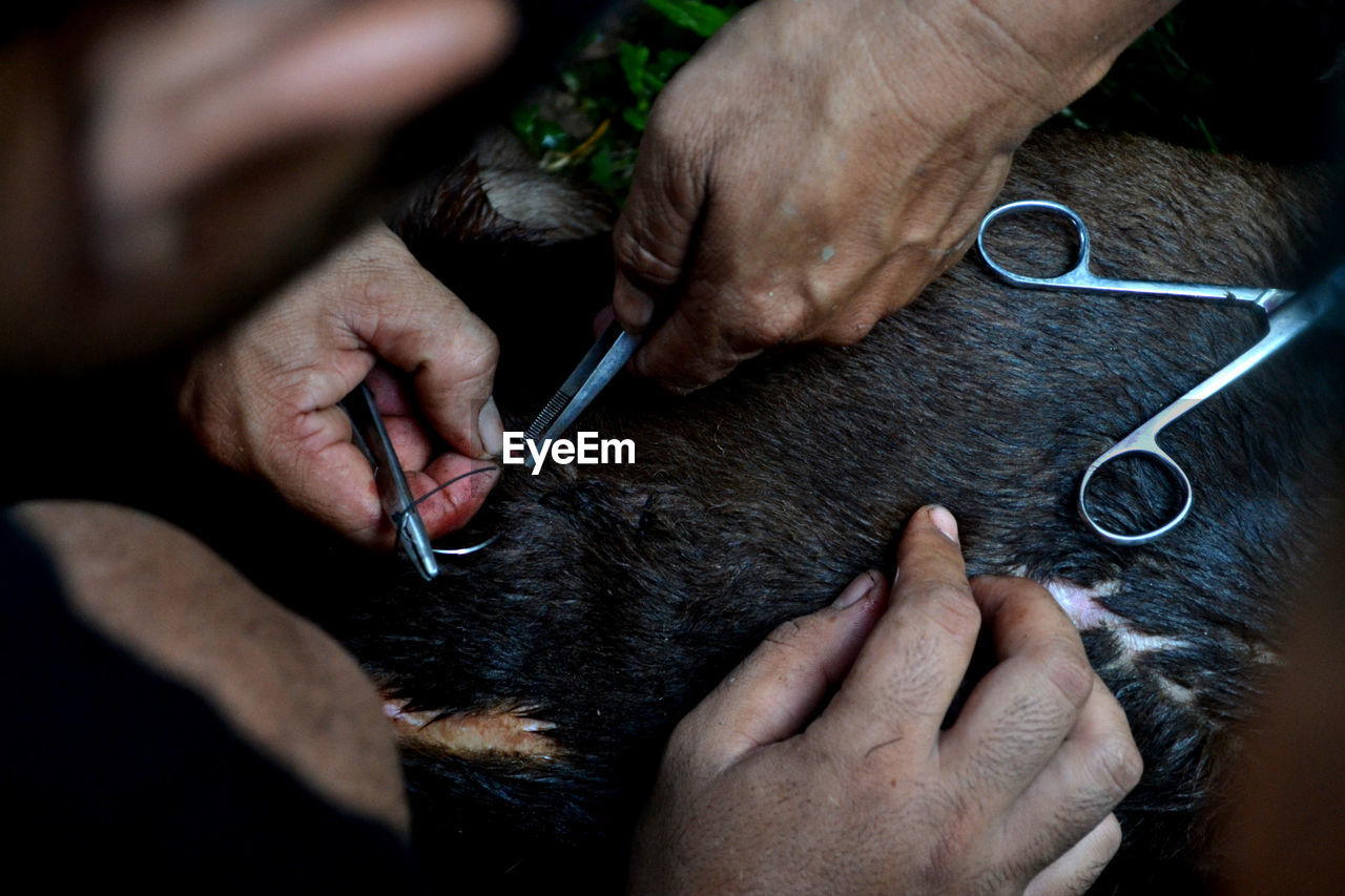 The dog gets a stitching wound after the fight tradition. 
