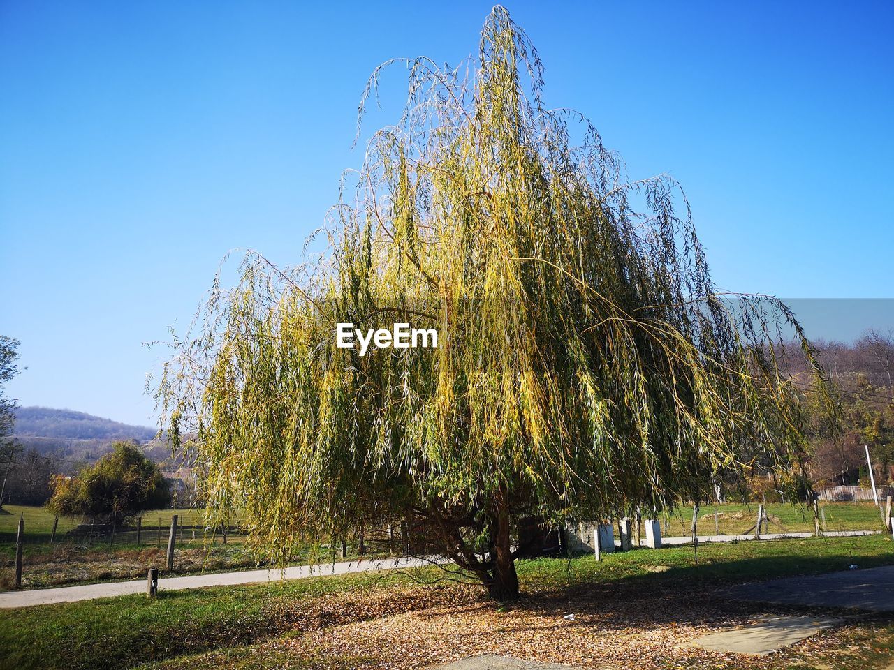 TREES GROWING ON FIELD AGAINST CLEAR SKY