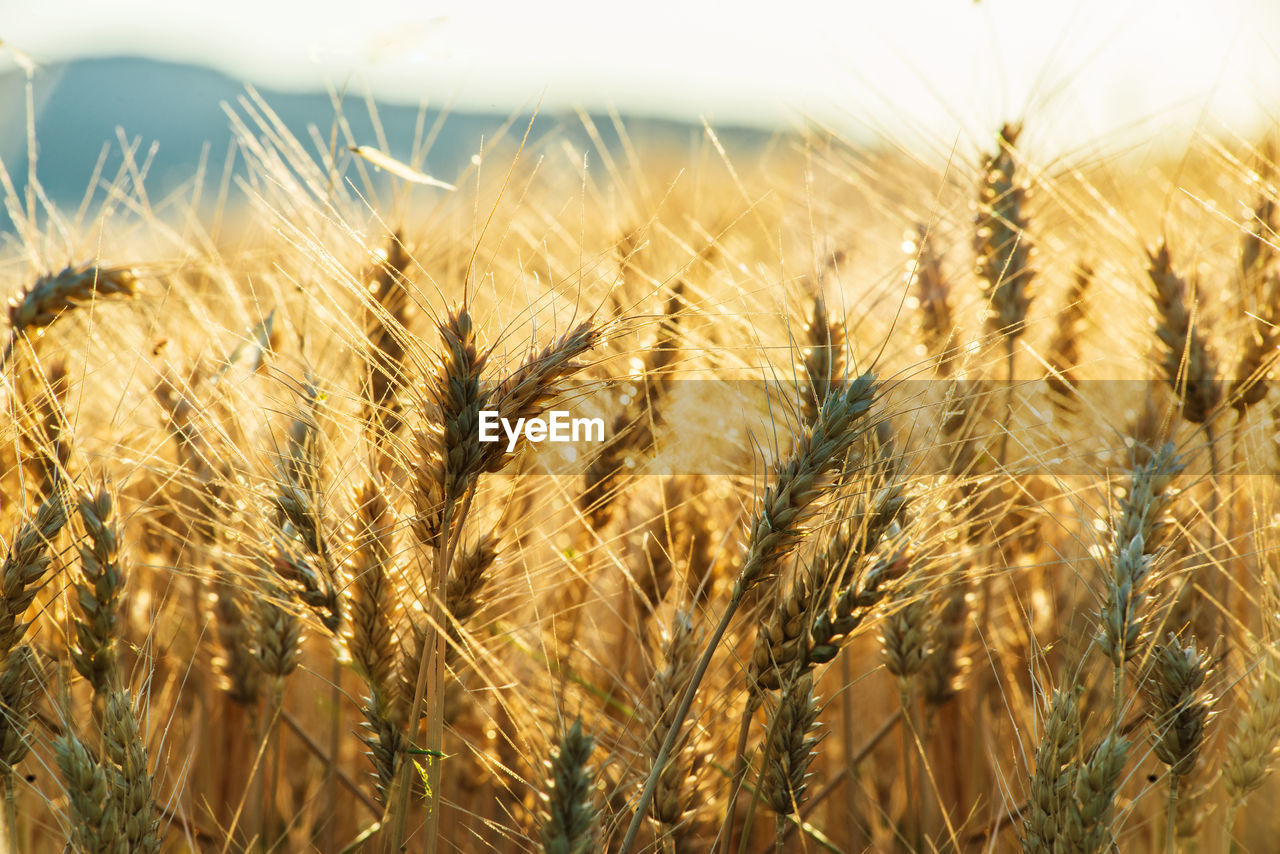 Close-up of wheat growing on field against sky