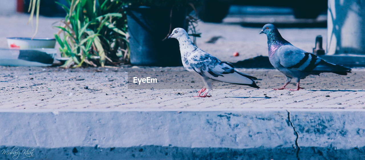 Pigeons on pavement