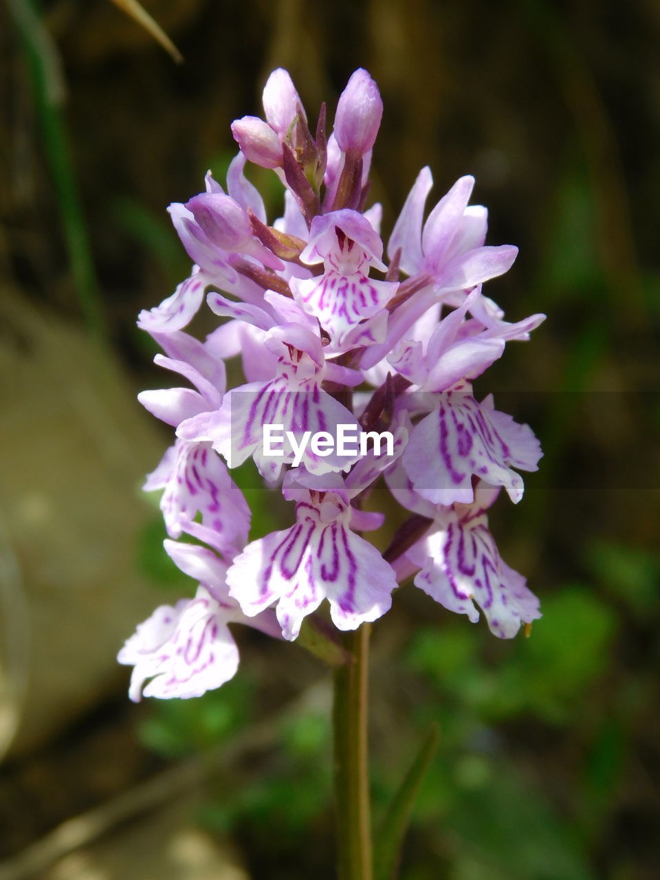 CLOSE-UP OF PURPLE FLOWER