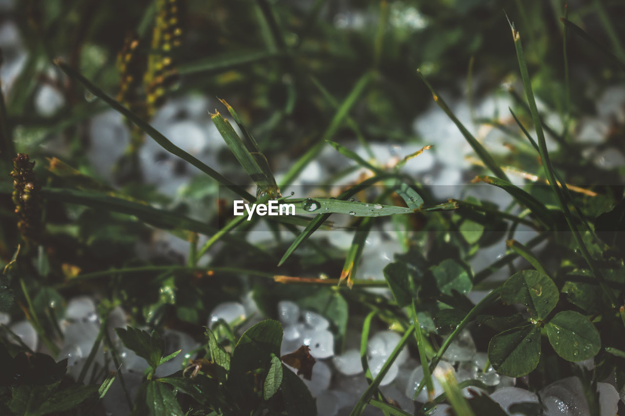 Full frame shot of wet plants