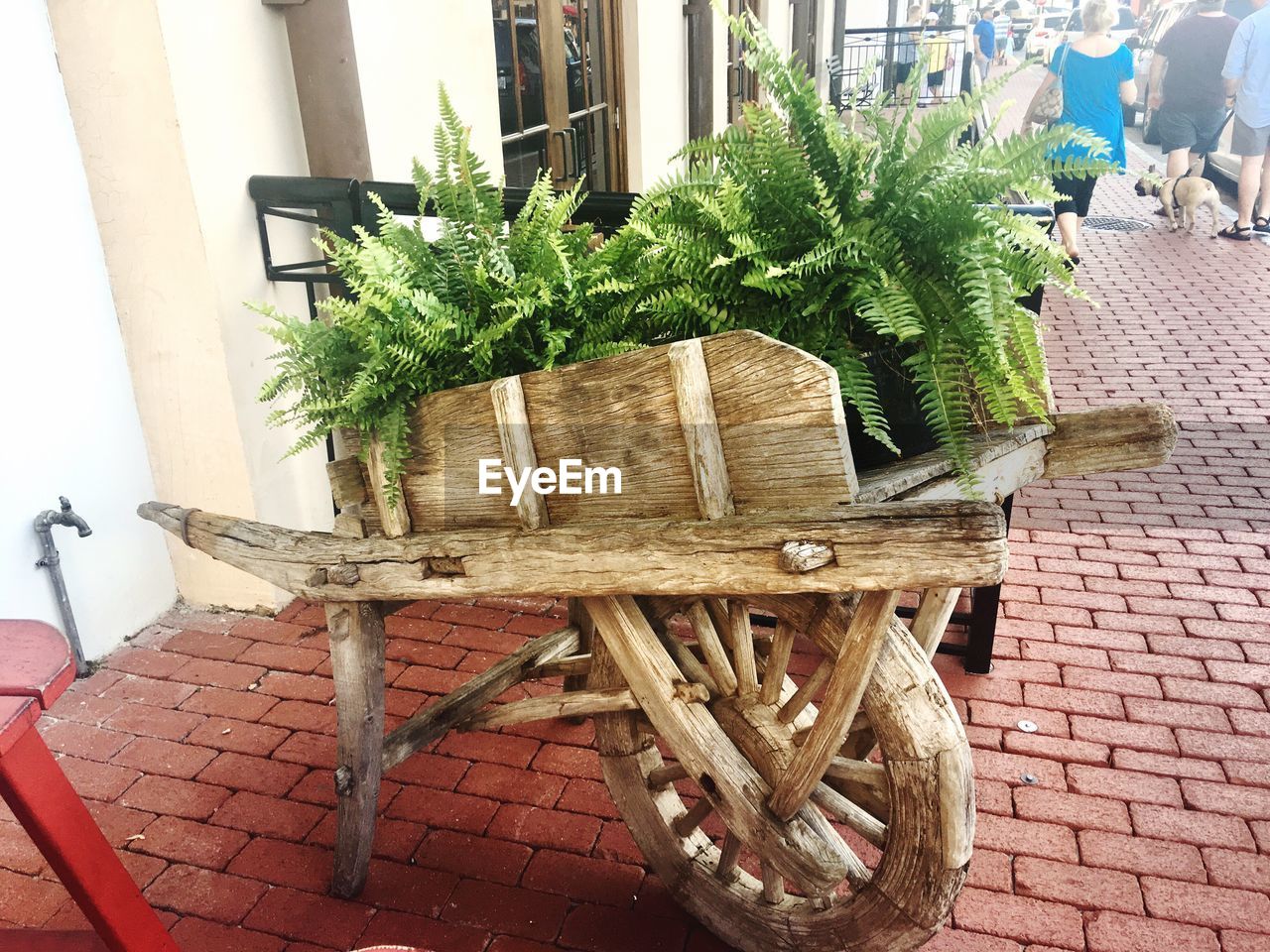 CLOSE-UP OF POTTED PLANTS