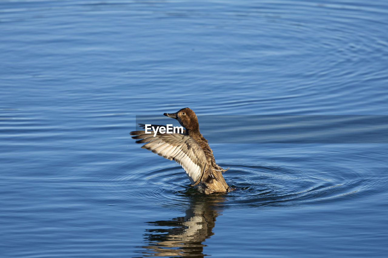 animal themes, animal, animal wildlife, wildlife, water, one animal, bird, duck, lake, no people, nature, rippled, water bird, day, waterfront, wing, swimming, motion, reflection, outdoors, ducks, geese and swans, beauty in nature, beak, flying, poultry