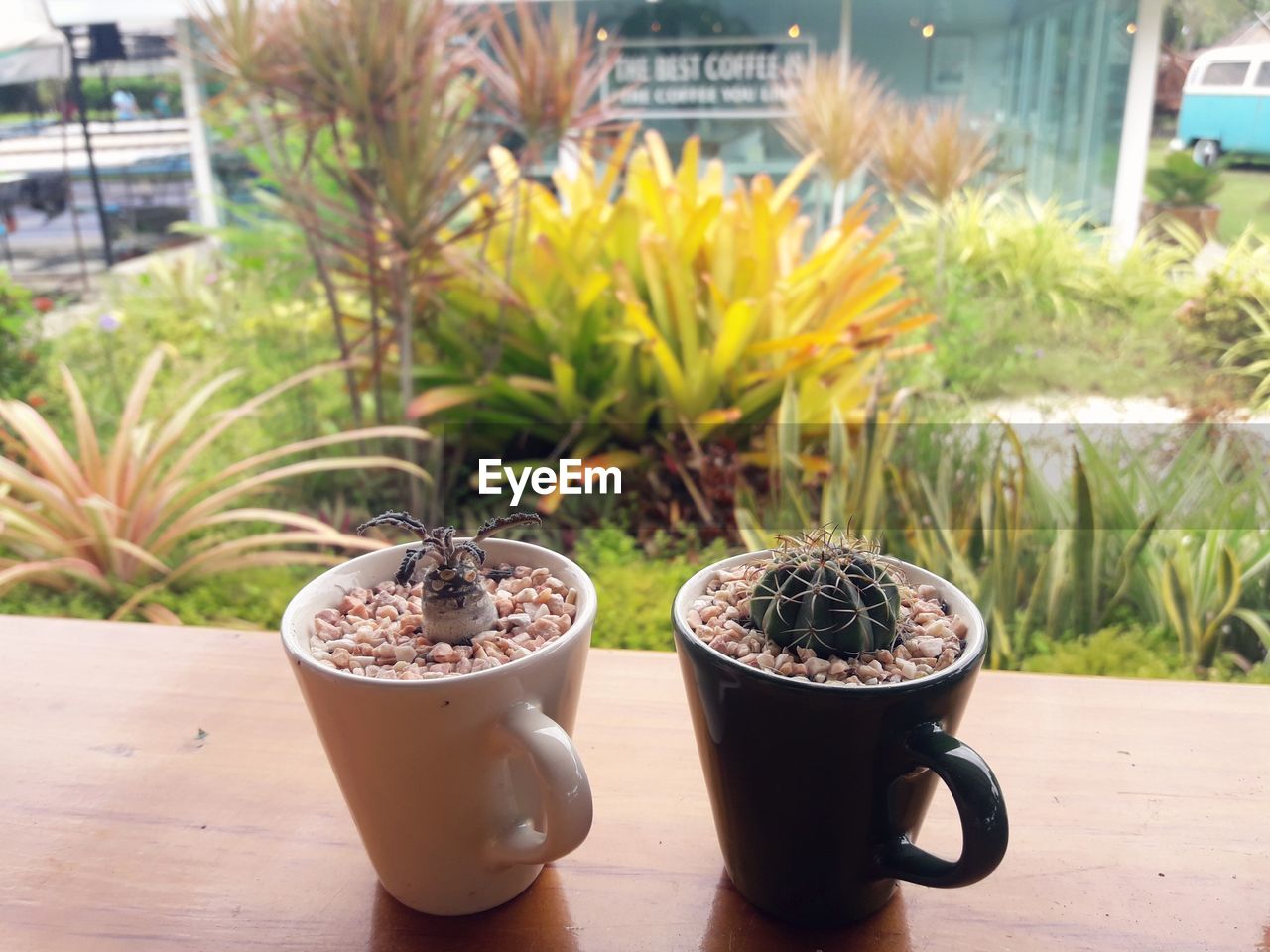 Close-up of succulent plants in mug on table