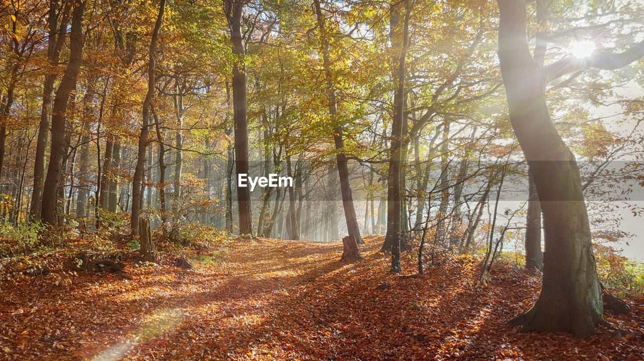 Trees growing at forest during autumn