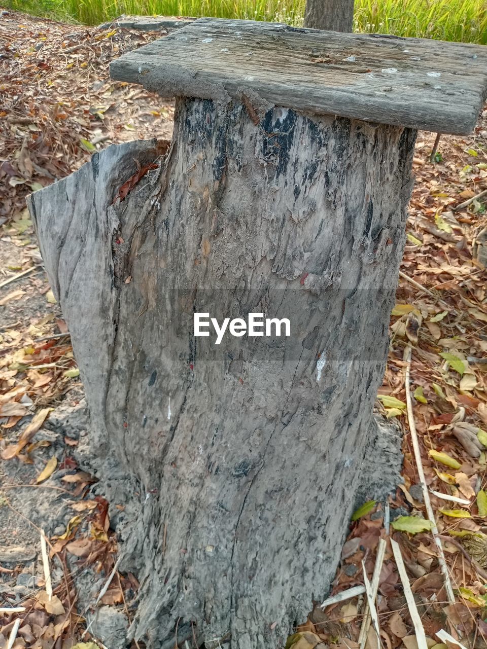 CLOSE-UP OF TREE STUMP IN FOREST