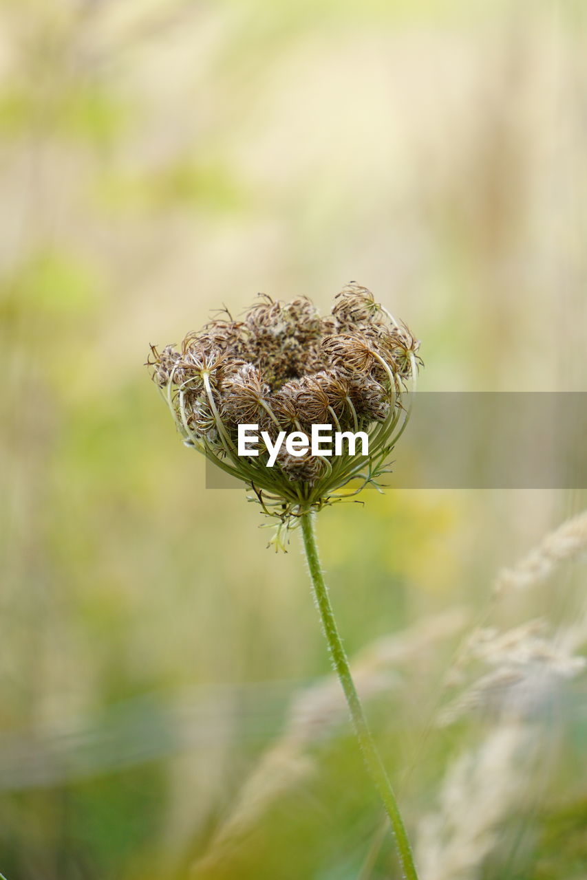 close-up of dry plant