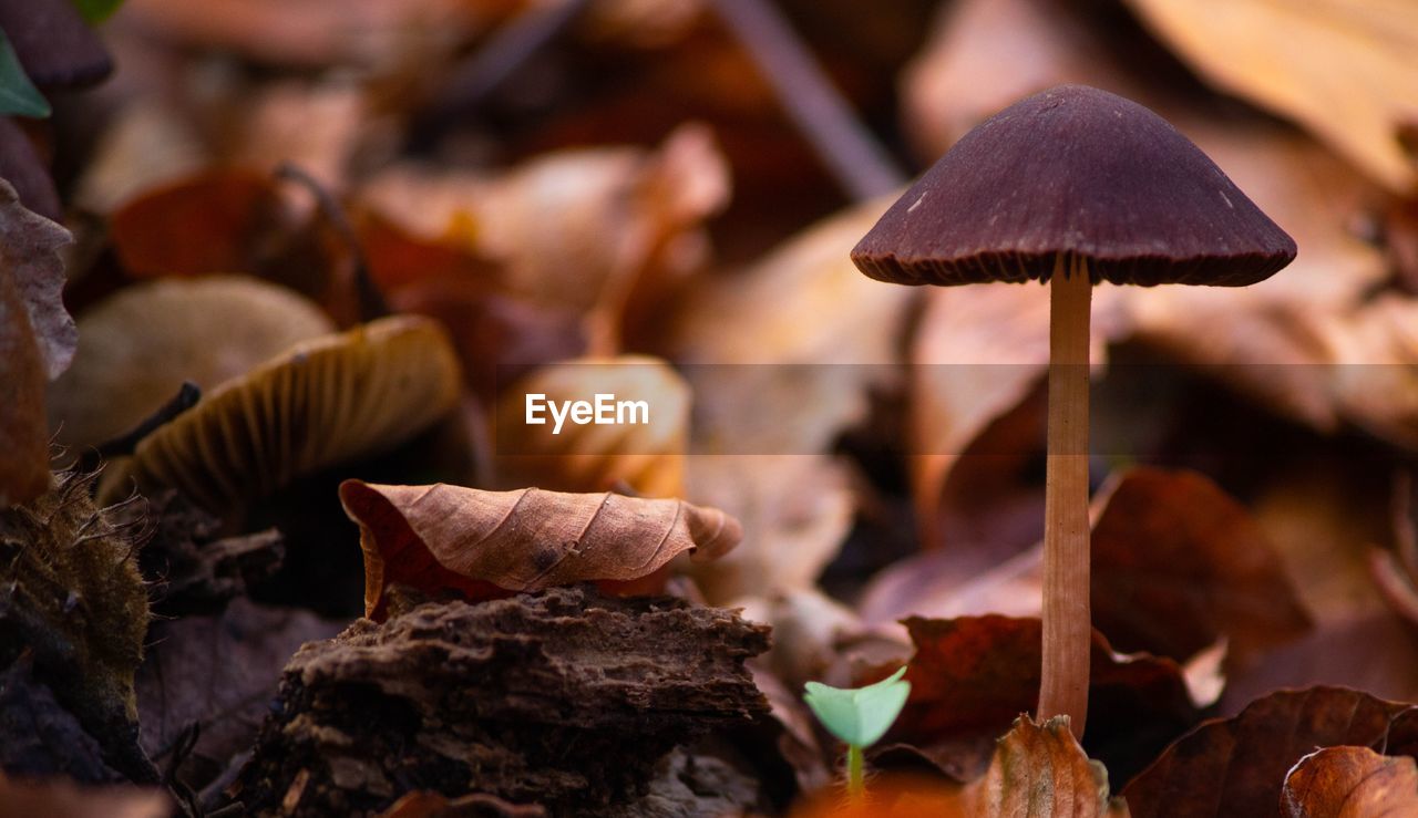 CLOSE-UP OF MUSHROOM GROWING ON GROUND