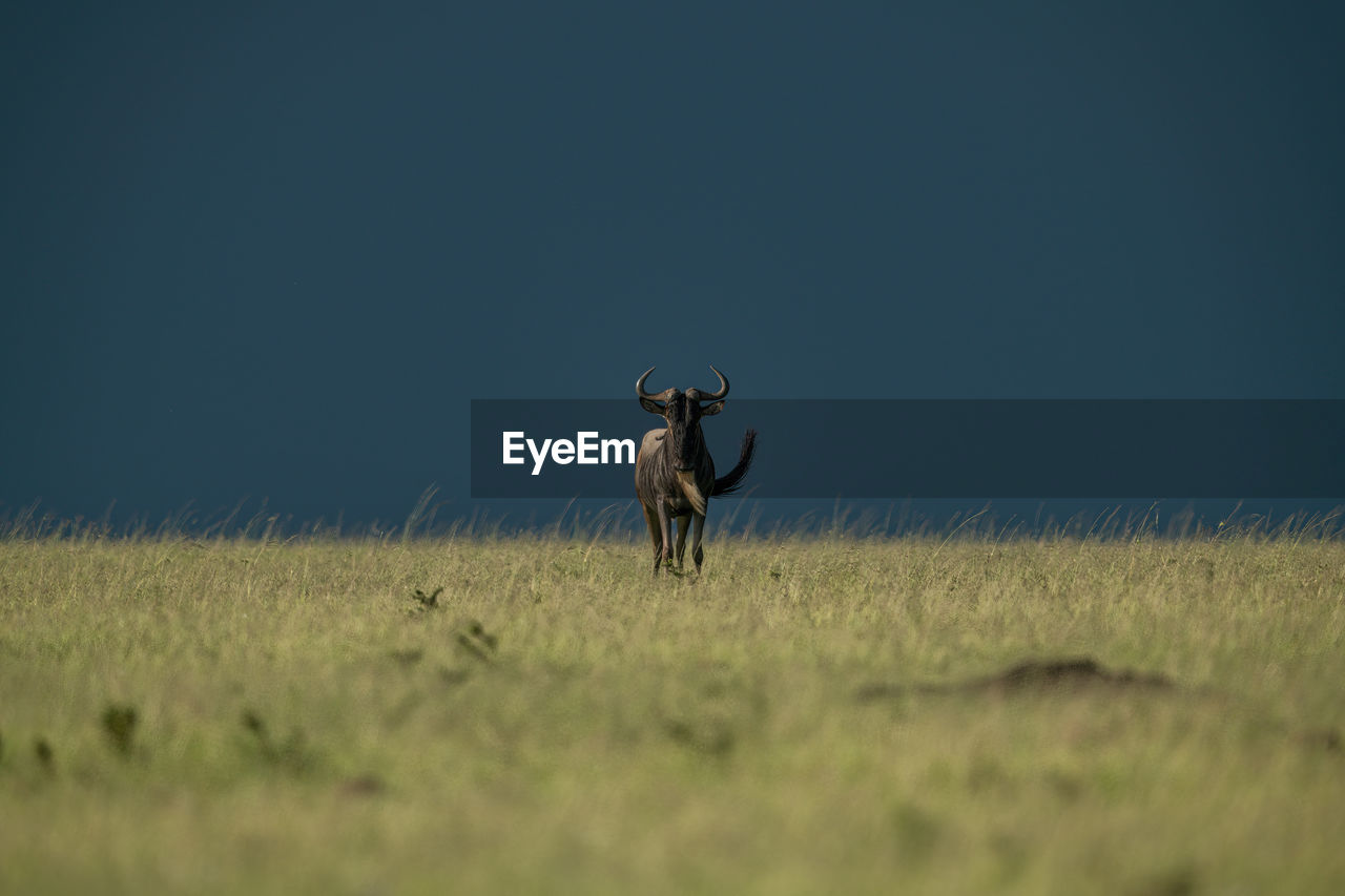 Blue wildebeest stands facing camera on horizon