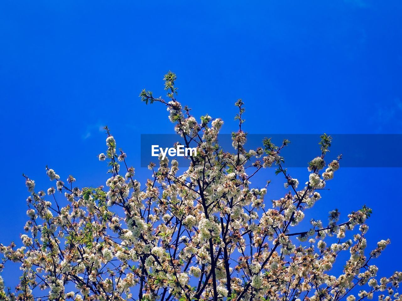 plant, sky, blue, flower, nature, beauty in nature, growth, tree, flowering plant, blossom, low angle view, branch, no people, freshness, springtime, clear sky, fragility, outdoors, day, spring, sunlight, tranquility