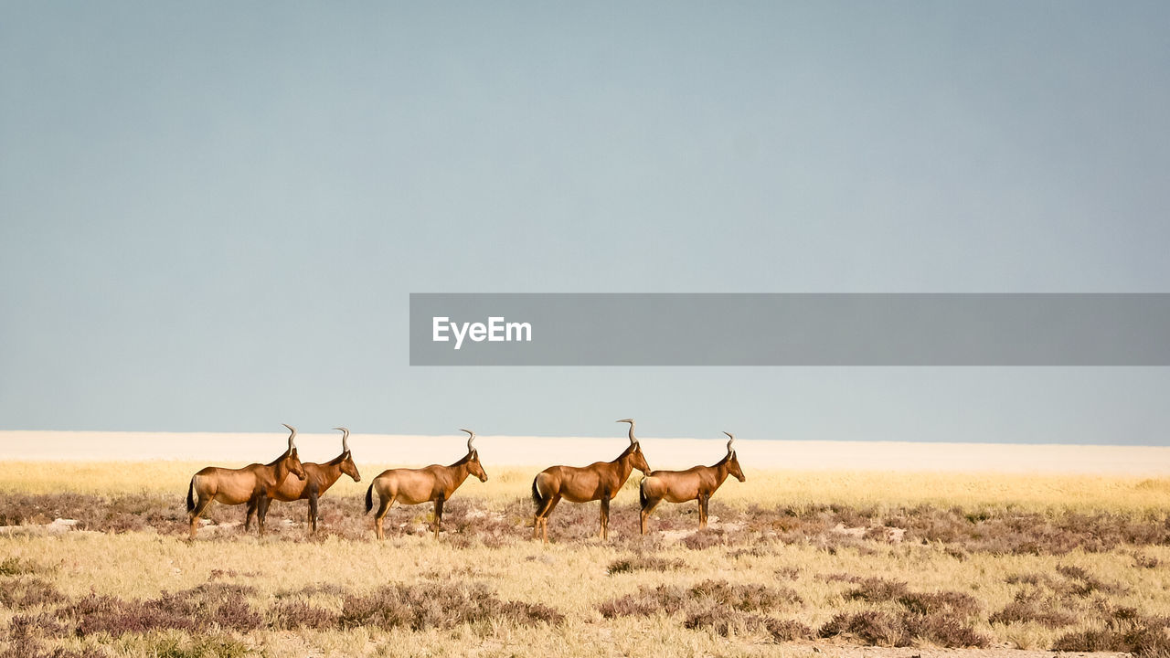 Side view of antelopes standing on field against clear sky