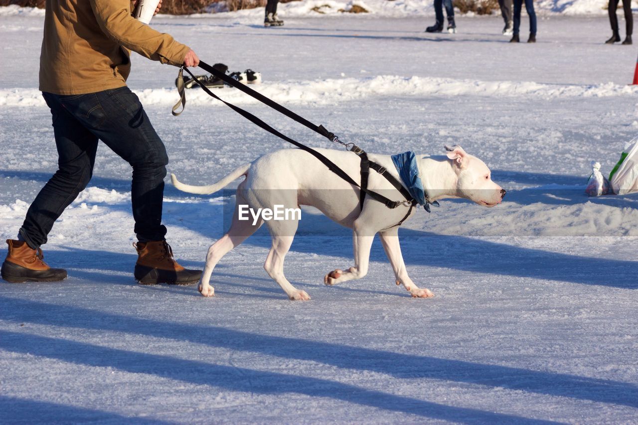 Low section of man walking with dog on field