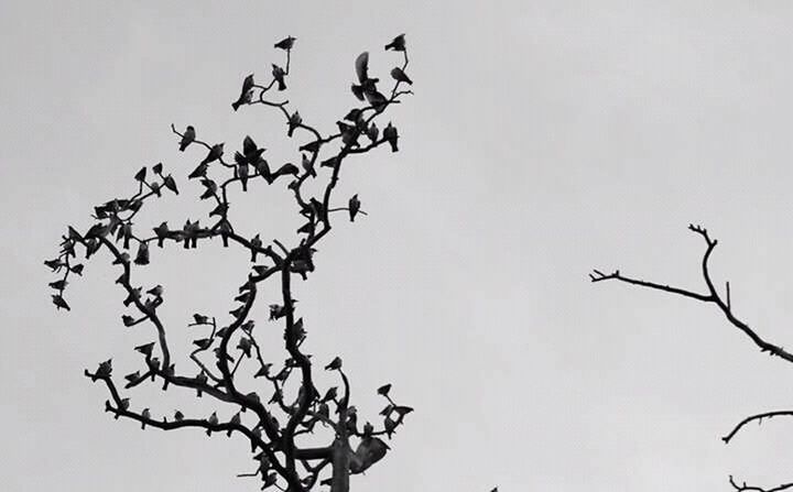 LOW ANGLE VIEW OF BIRDS PERCHING ON TREE TRUNK