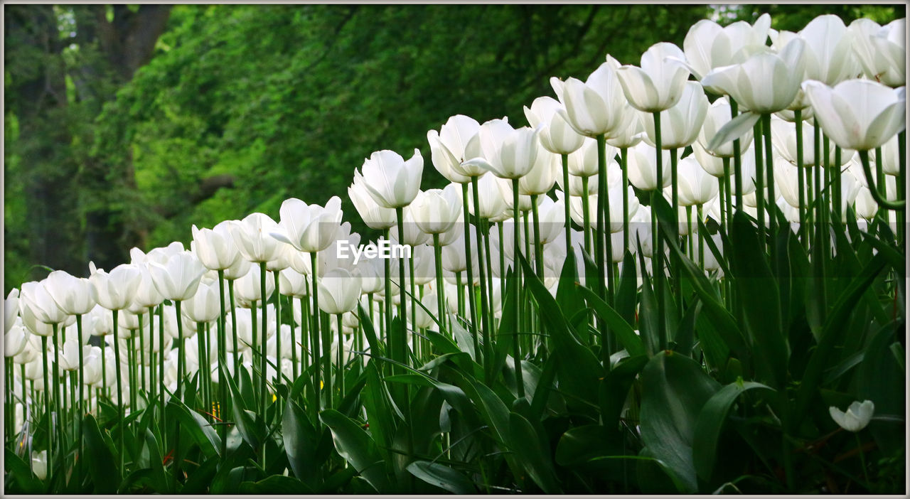Low angle view of white tulips growing on field