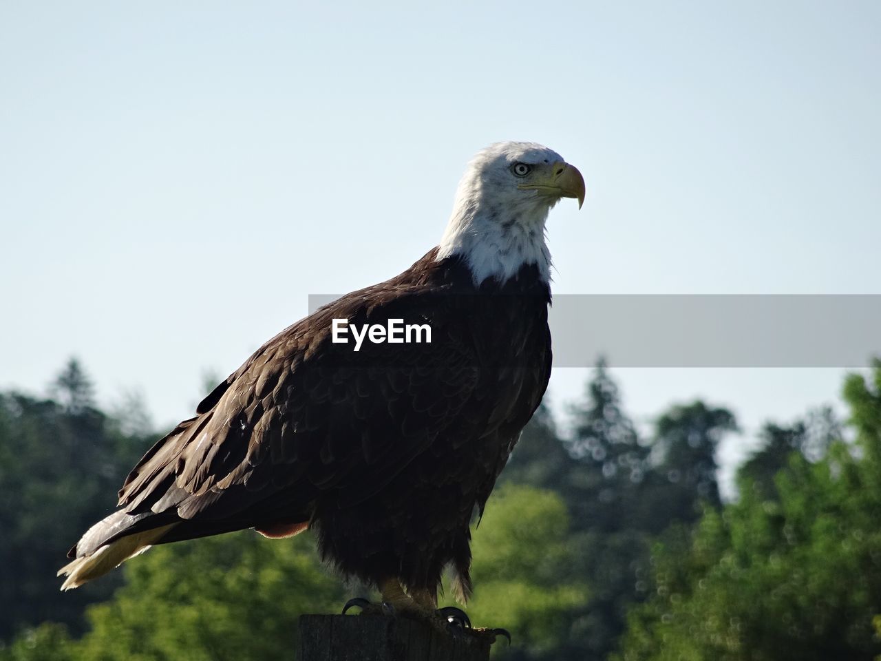 Eagle perching on a tree