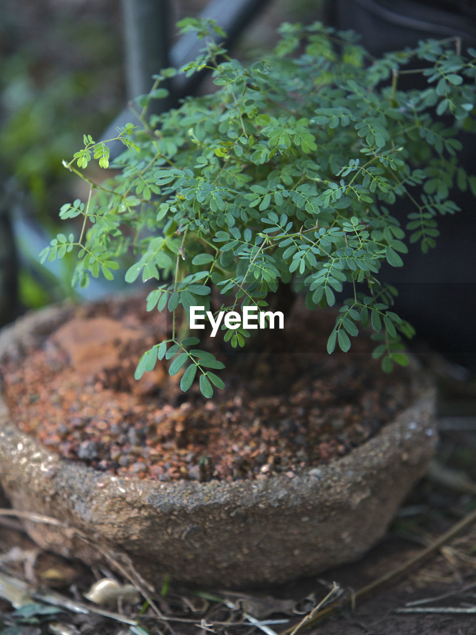 Close-up of plant in pot