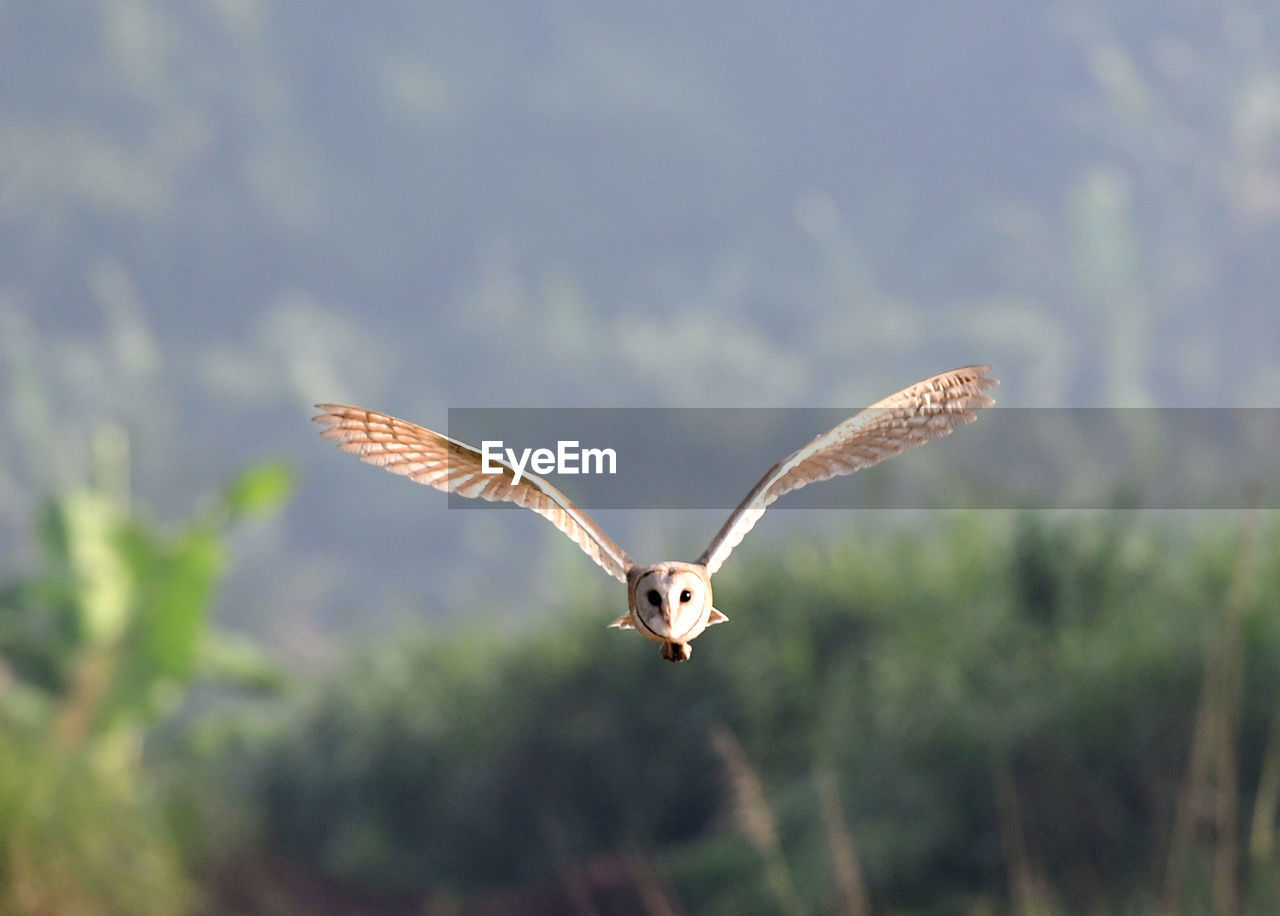 Portrait of beautiful barn owl flying