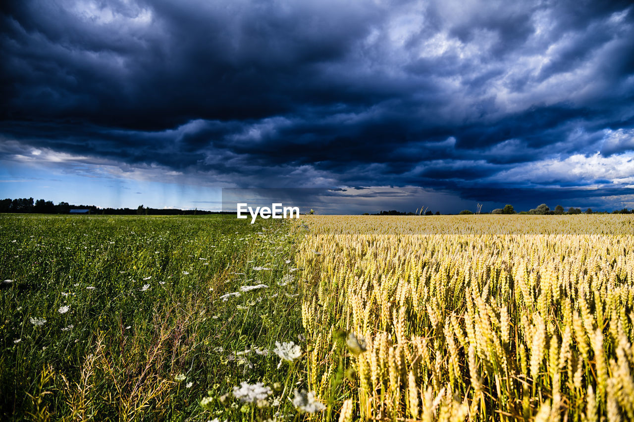 CROPS GROWING ON FIELD AGAINST SKY