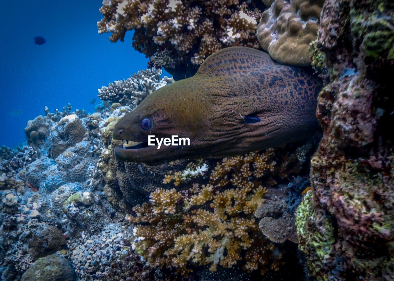 Large moray eel